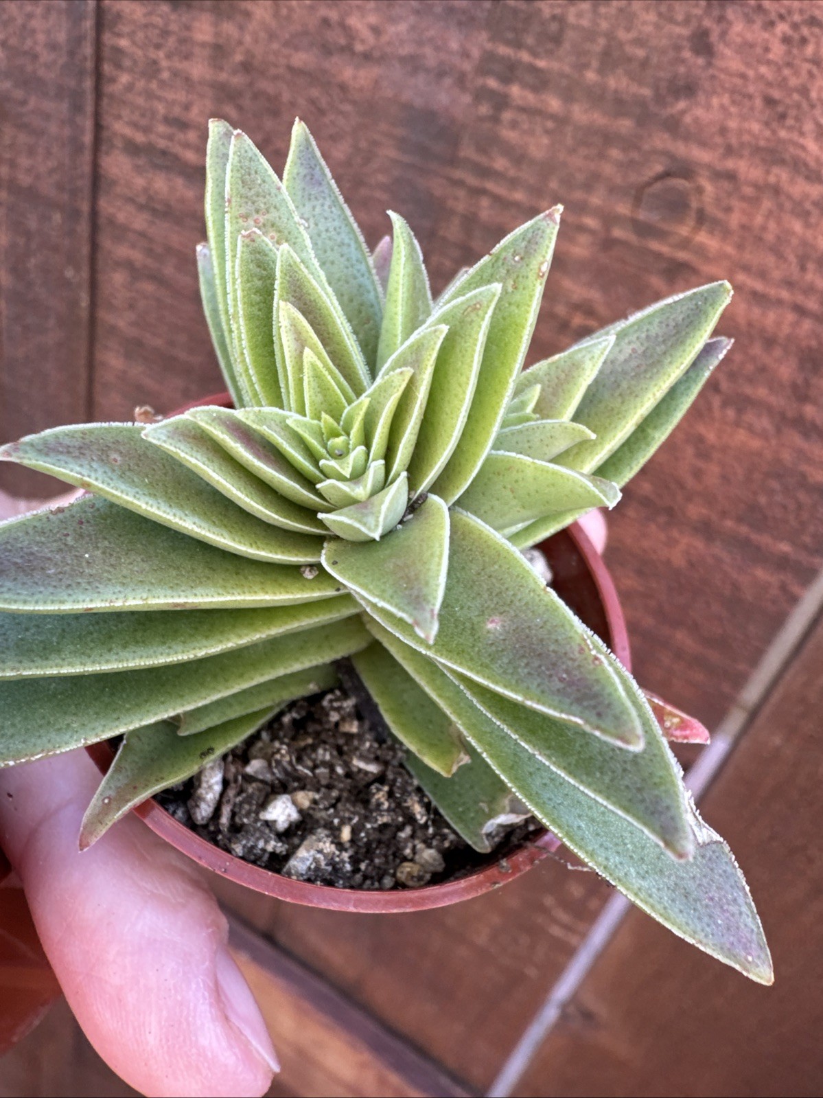 Crassula Capitella “Campfire” – Live Succulent – Rooted Plant