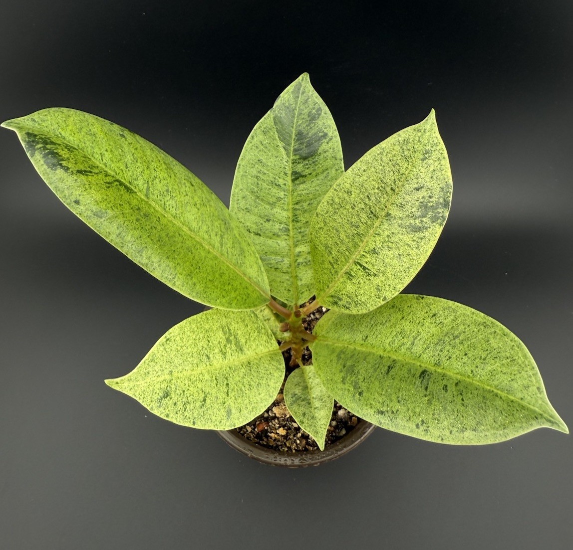 ficus shivereana moonshine Live Variegated Plant Rare With Roots FREE SHIPPING