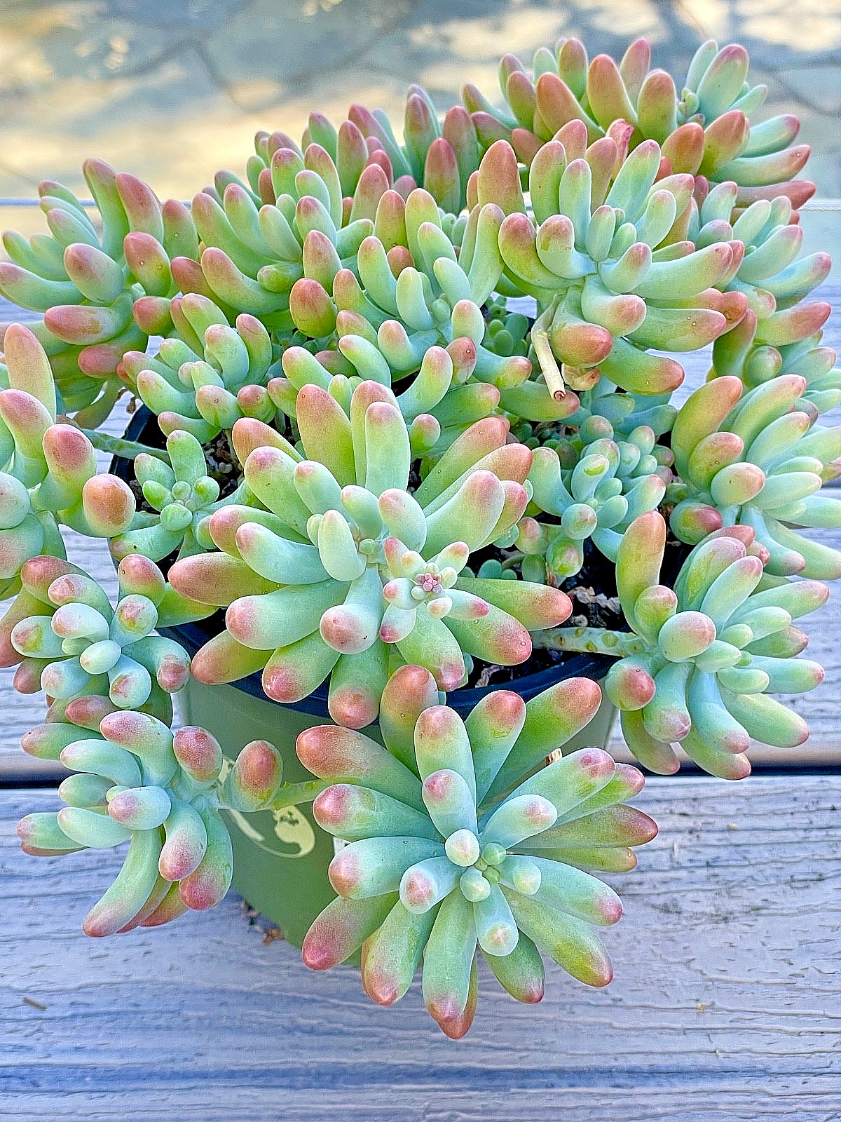 Rare Succulent Sedum Pachyphyllum Live Plant 2-3 Inches Unrooted Cutting