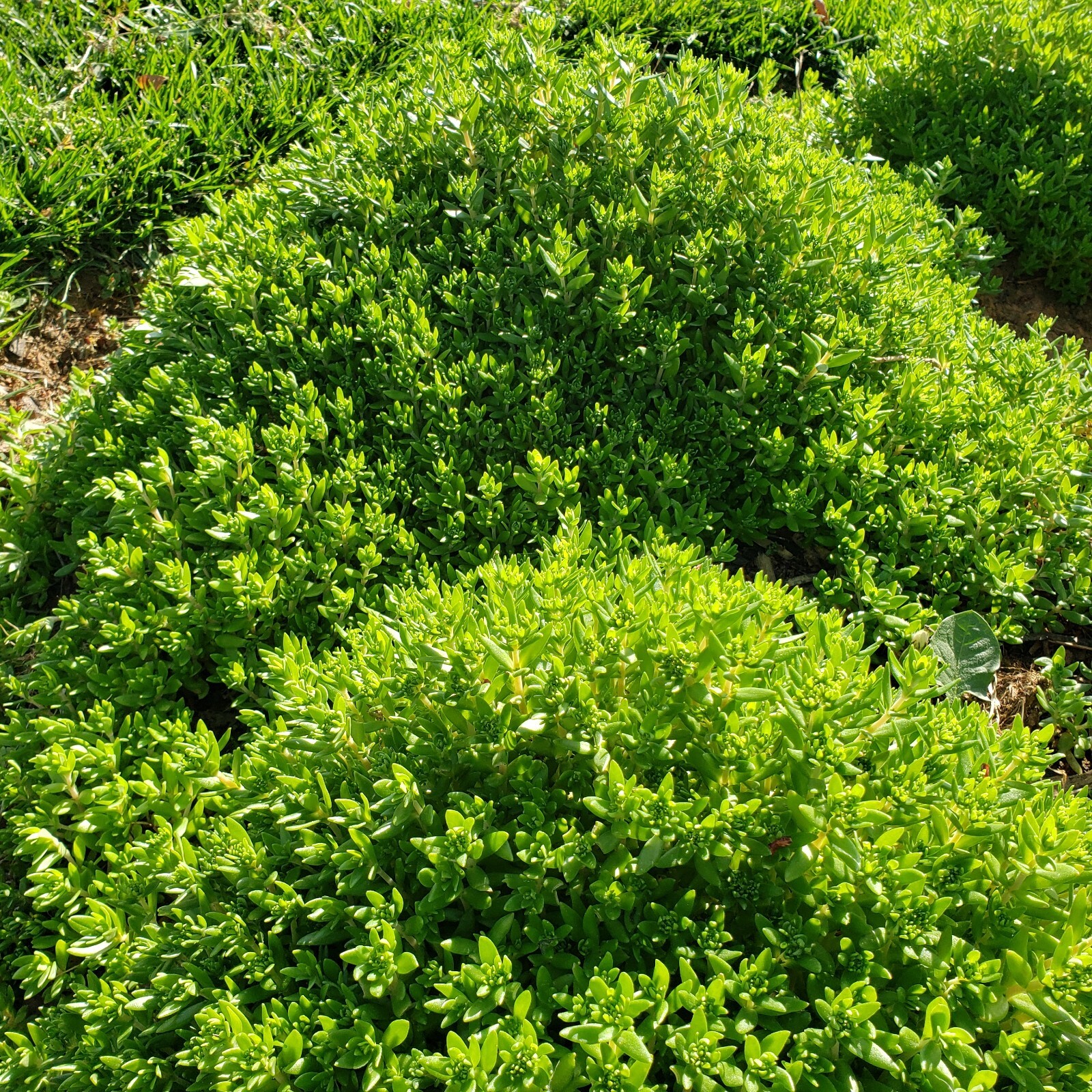 垂盆草 Sedum Sarmentosum Stonecrop Perennial Plant in 2.5″ pot Edible ground cover