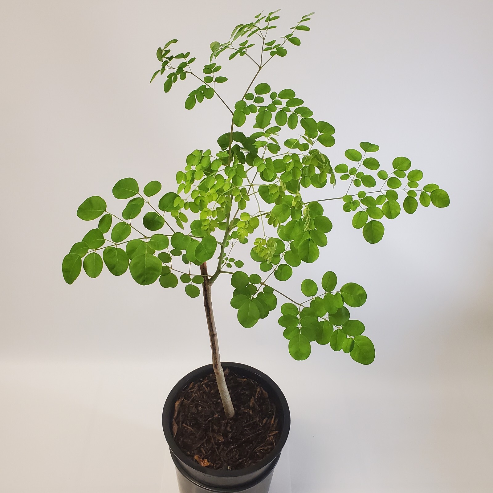 Grown Moringa Oleifera Plant 6+ Month Old Mature Edible Leaves 2-3ft Tree Potted