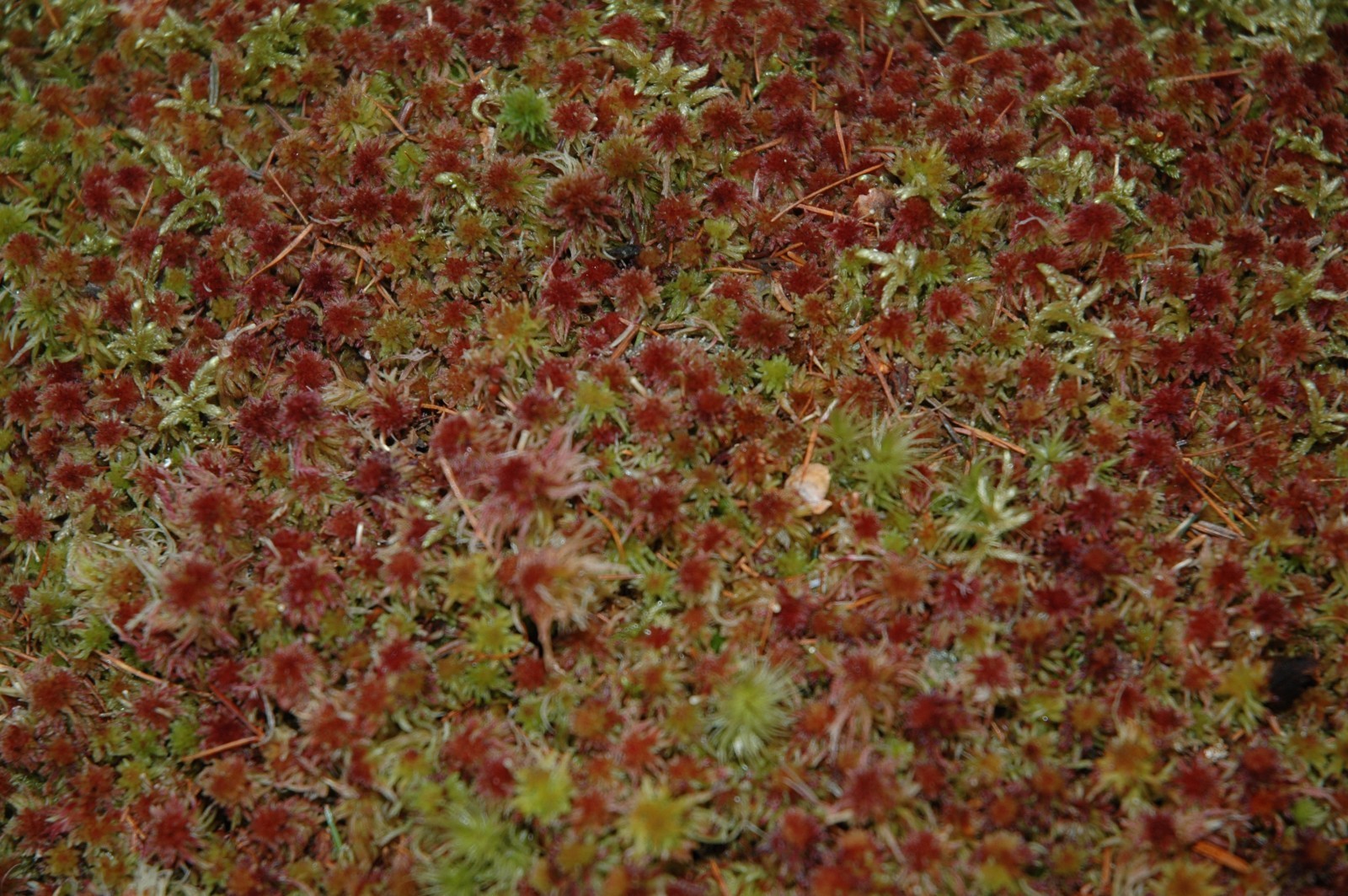 RED SPHAGNUM MOSS FRESH 3 ONE-GALLON BAGS 15 LBS FOR TERRARIUM BOG GARDEN