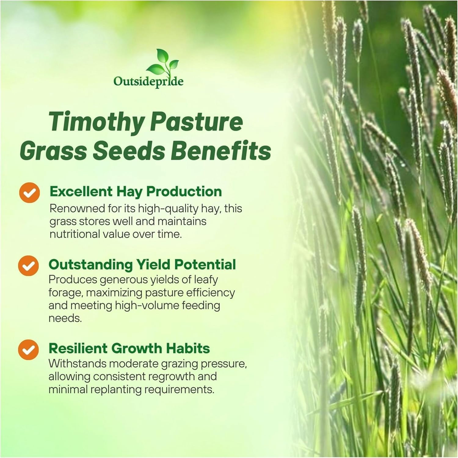 50 LBS Timothy Bunch Grass Seed