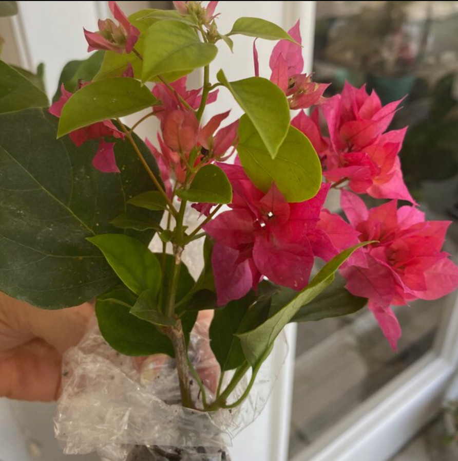 Set 2 Live Double Red Bougainvillea Plants – 4–6″ Tall – Ship No Pot