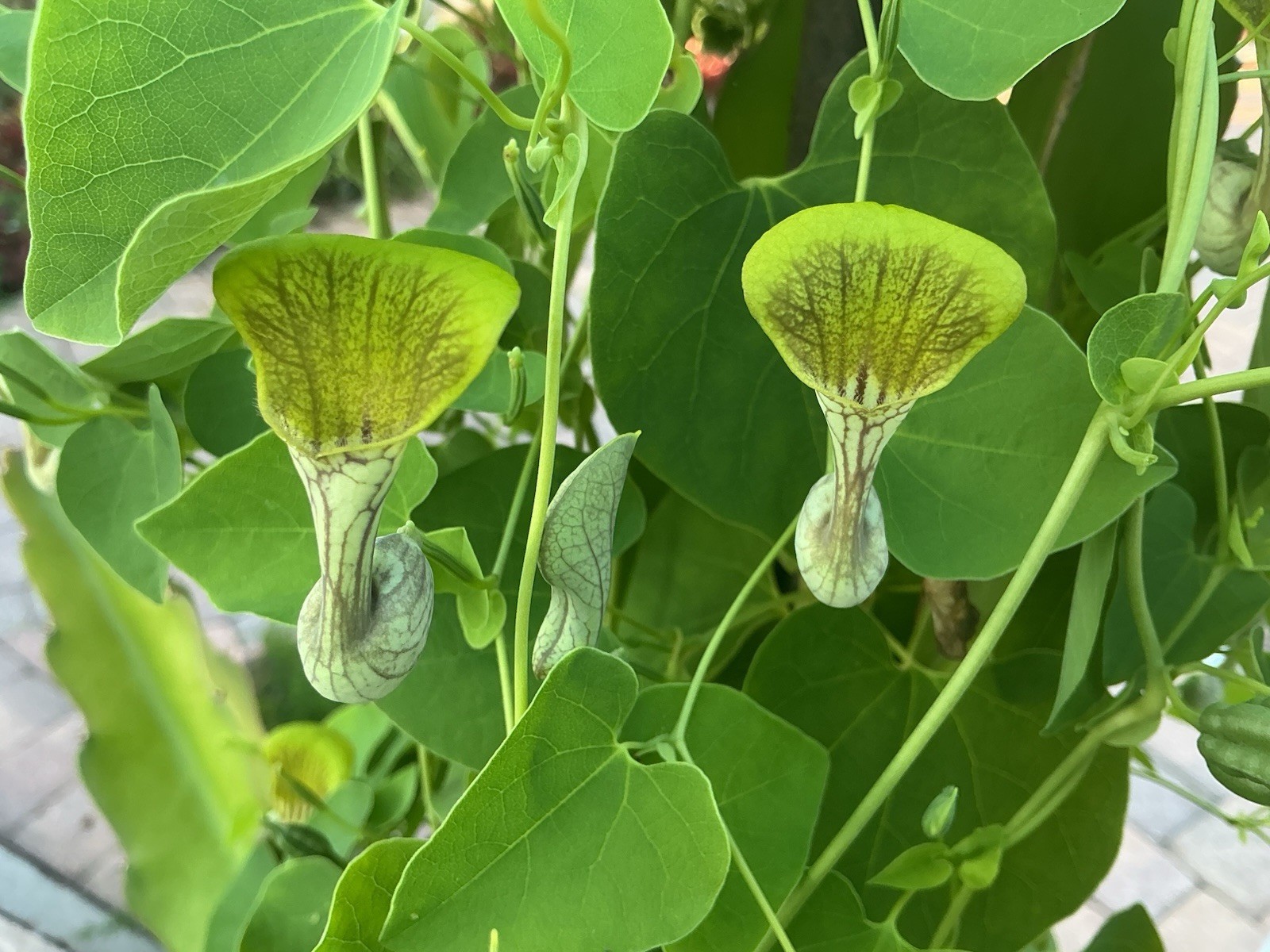 — Aristolochia Argentina ) — 25 Fresh (2026) Seeds – Free Shipping