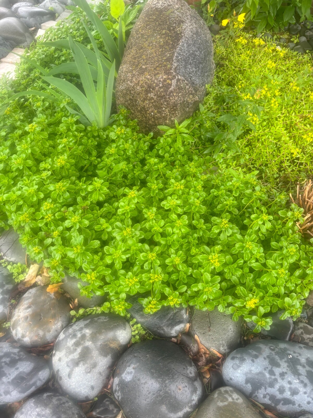 Sedum Kamtschaticum Sedum kamtschaticum Landscape – 20 plants