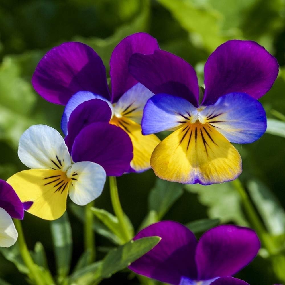 Seasonal Beauty: 5000 Johnny Jump Up Viola Seeds for Spring to Fall Blooms