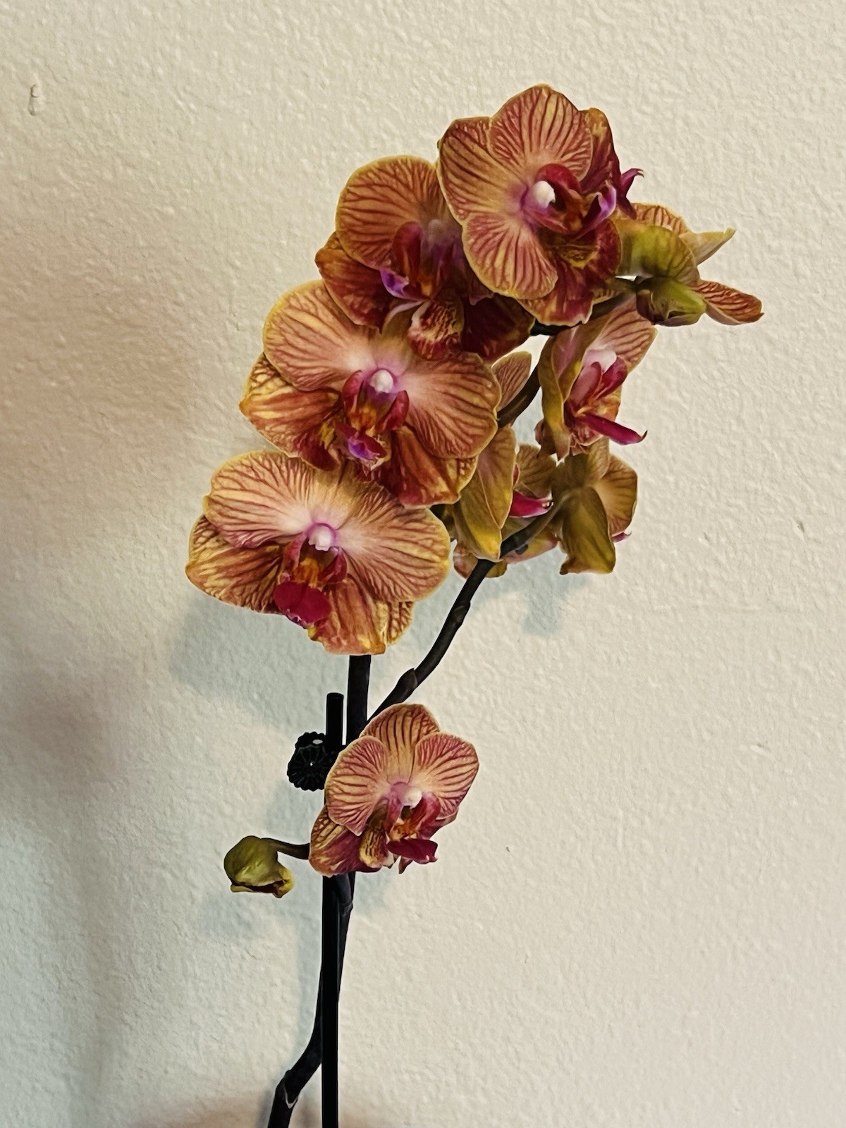 Phalaenopsis Orchid NOID Taiwanese Species Extremely Rare Plant Mutated!!!