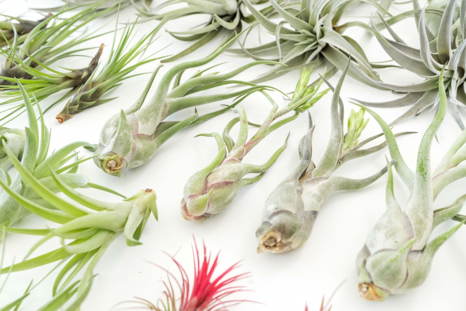 Air Plant Variety Pack of 48 – Live Tillandsia – Easy Indoor Outdoor Home Decor