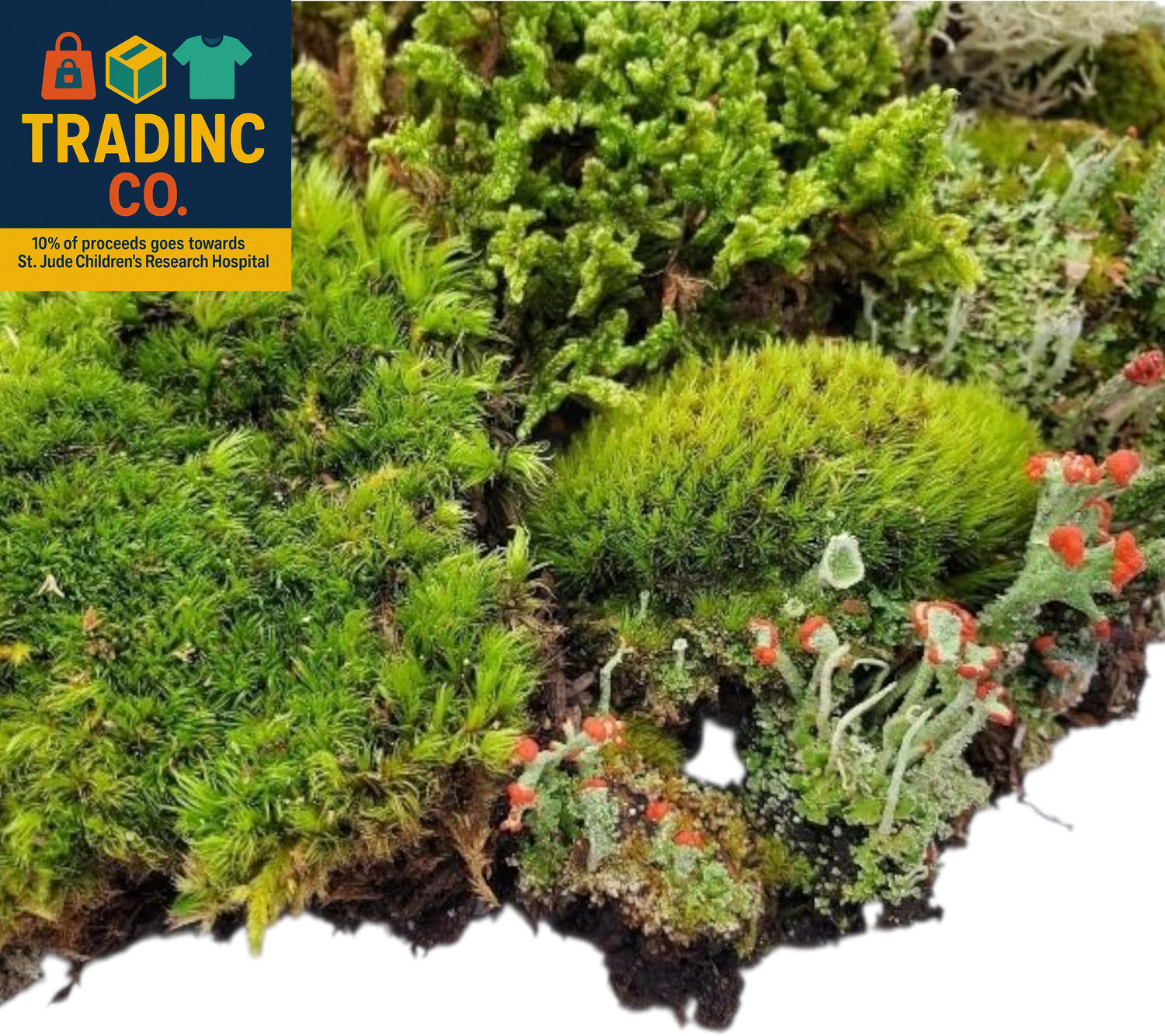 Super Fairy Garden Assortment Moss and Lichen for Terrarium, 6″X9″ Bag