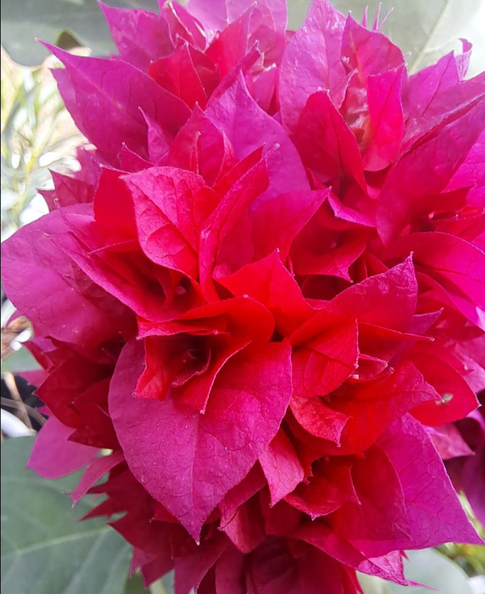 Set 2 Live Double Red Bougainvillea Plants – 4–6″ Tall – Ship No Pot