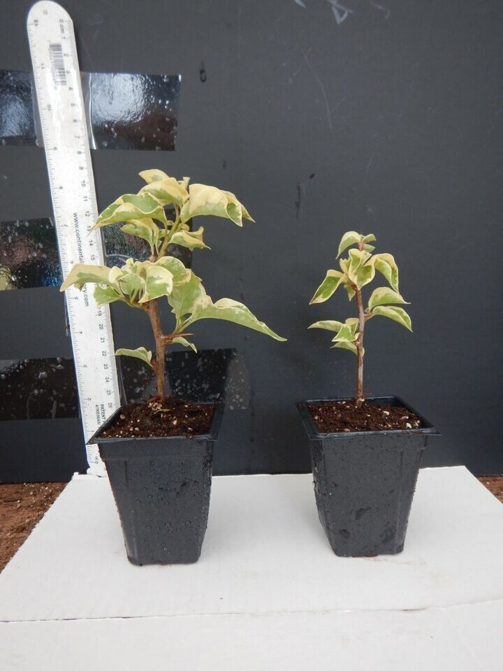 **VERA VARIEGATA PURPLE** Bougainvillea**Small Well Rooted Starter Plant*