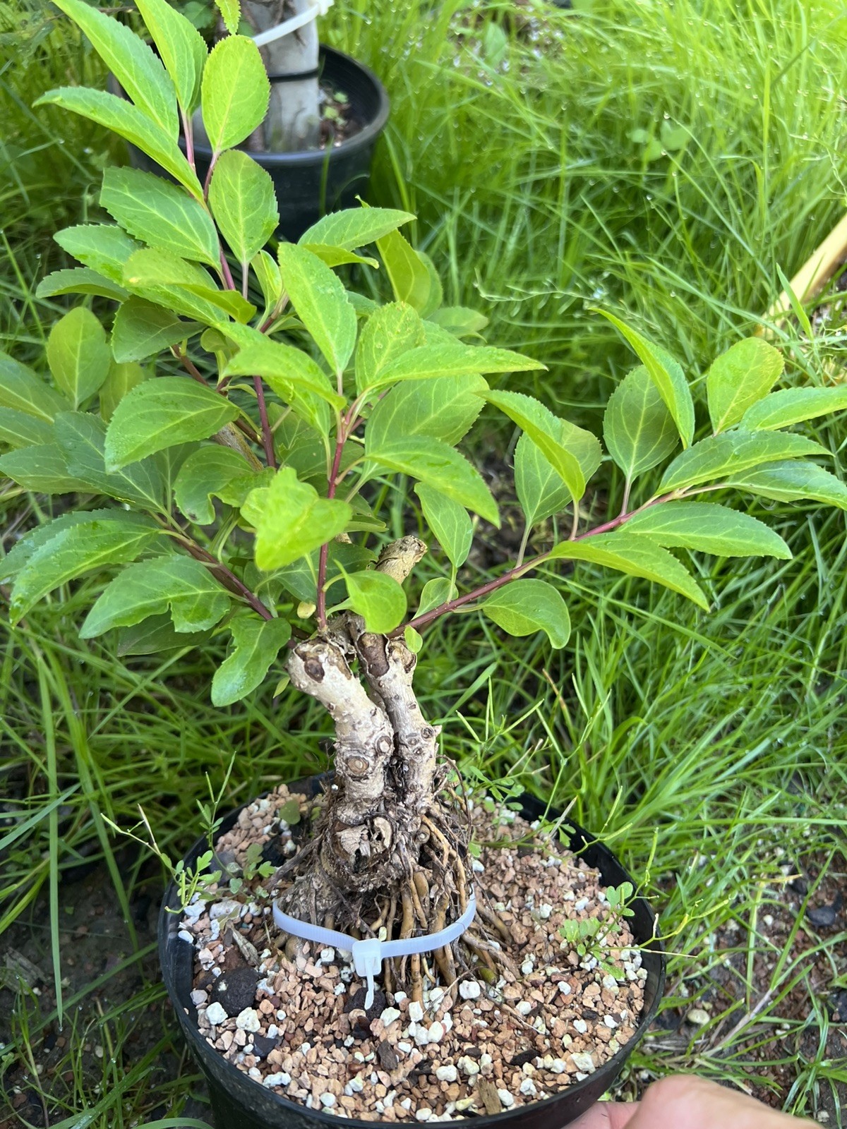 Yellow Forsythia Pre-Bonsai 12” Tall 2”Trunk 7 Years Old Healthy Live Plant