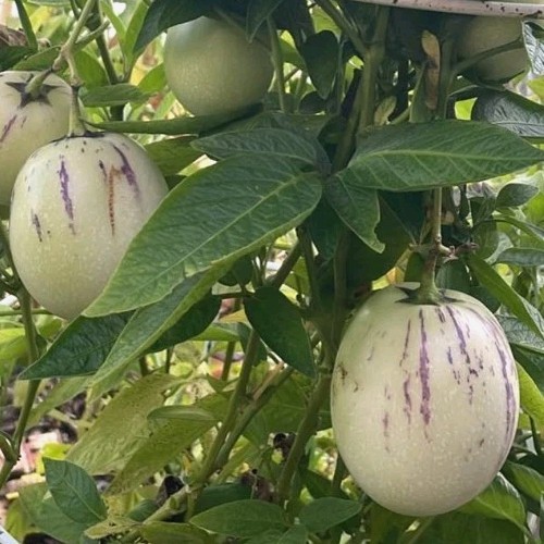 U Pick Any 20″~22″ Tall “Kendall Gold” Pepino Melon Bonsai Plant @Door Pick Up