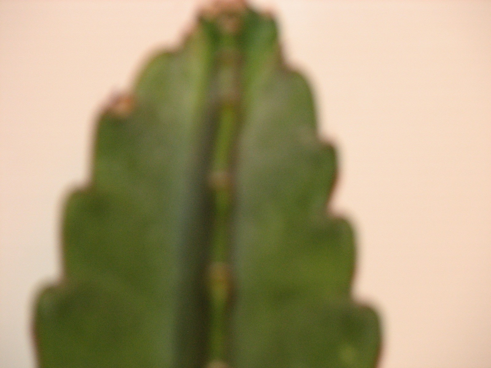 16 1/2 in tall, 5 1/2 in wide Cereus columnar cactus plant