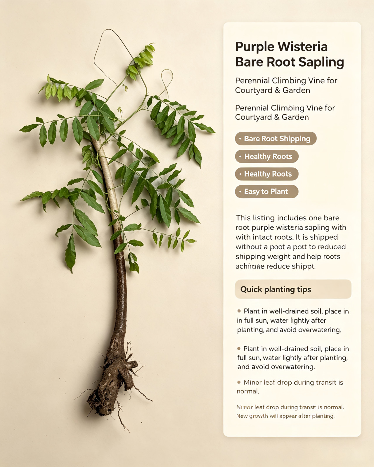 Purple Wisteria Climbing Vine Sapling, Fragrant Landscape Plant, Bare Root