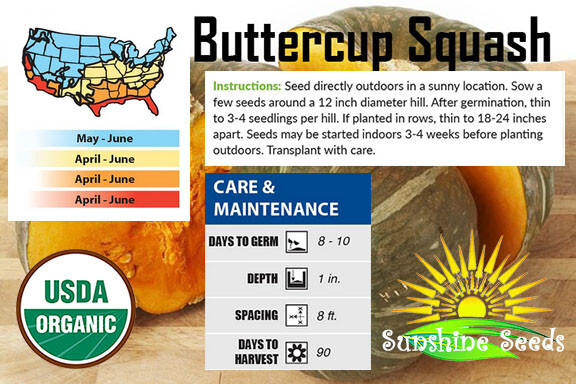 Burgess Buttercup Squash Seeds (30) Heirloom / Non-GMO | ORGANIC / FL GROWN