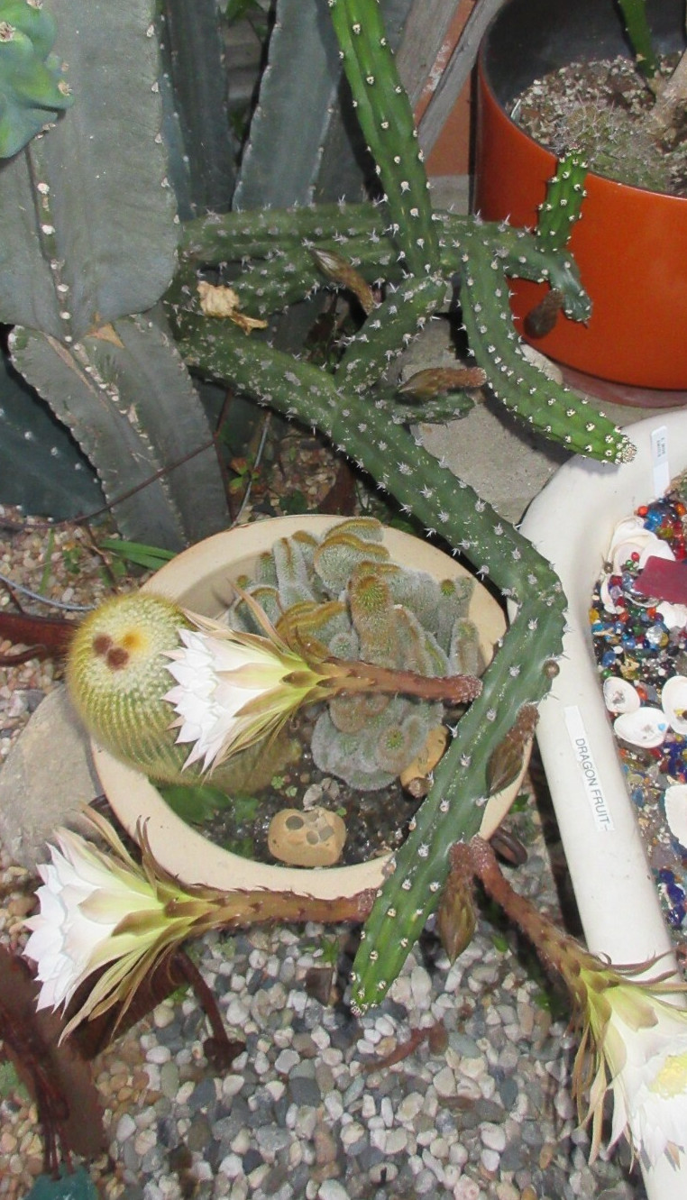 Harrisia jusbertii Snake Cactus Dusk blooming cacti rare 8″ Cutting