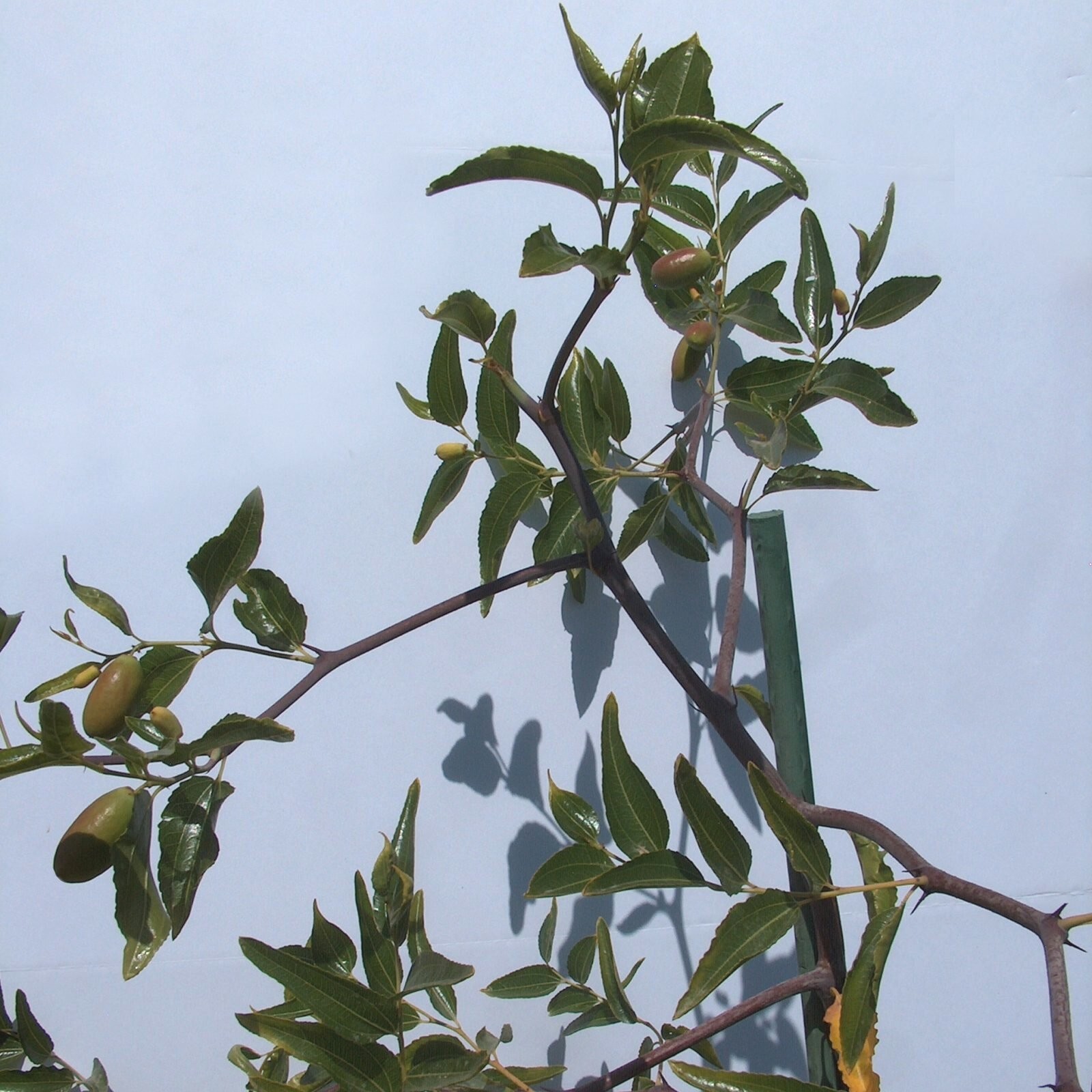 T608A (2)Georgia GA866 Jujube Tree 8″ Thin Cutting For Graft ScionWood/Scion/Bud