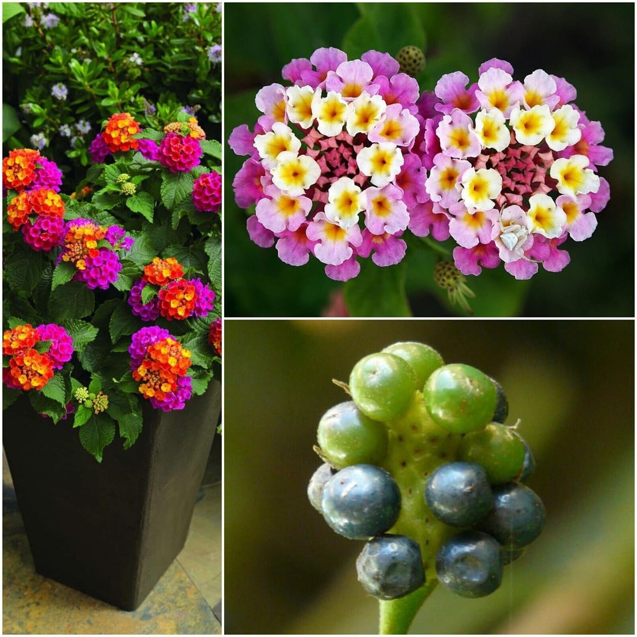 50PCS Lantana Camara Seeds Garden Ornamental Flower Plant