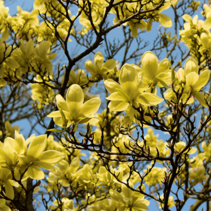 Yellow Bird Magnolia Plant – 6-12″ Tall – 2.5″ pot – Deciduous Tree Yellow Bloom