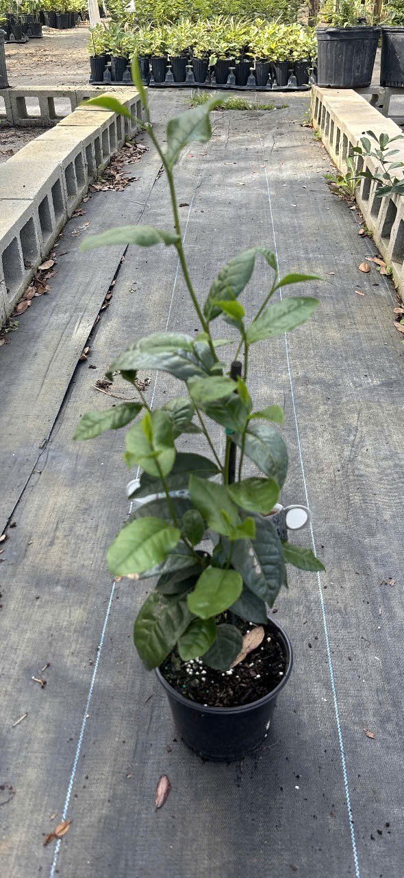 Green tea plant – 1-2 feet -NO SHIP CA