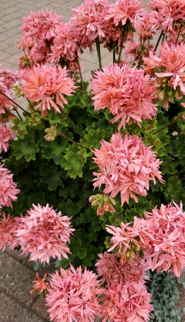 rare Pink Flowering Geranium Outdoor rare Plant Spring Summer