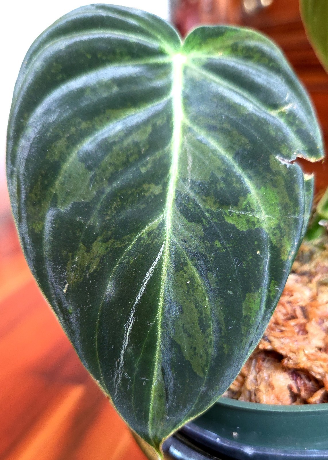 Rare Philodendron Variegated Melanochrysum 13″ Tall Not Anthurium Aroid Monstera