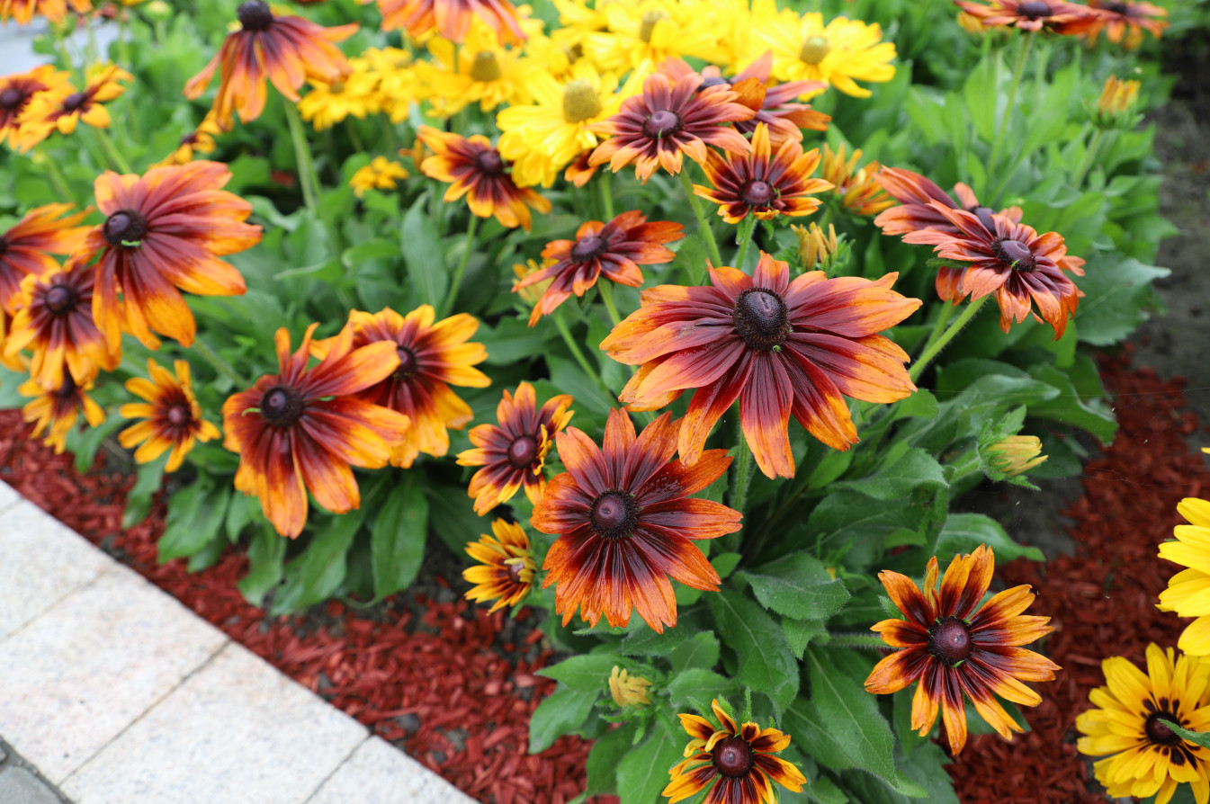 Live Rudbeckia hirta ‘Autumn Colours’ Plant, Coneflowers, Well-Rooted Plug Small