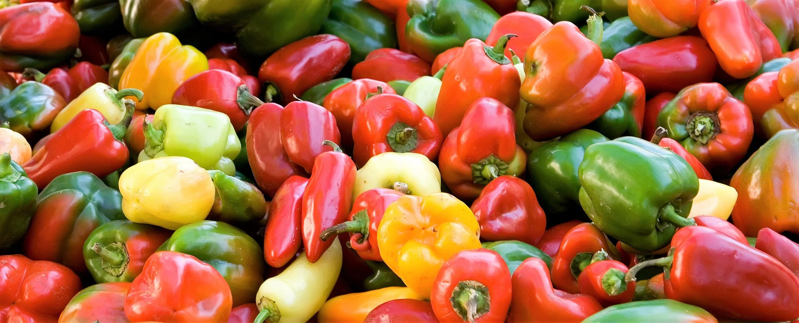 150 RAINBOW BELL PEPPER Sweet Red, Green, Yellow, Orange, Purple, Brown, &
