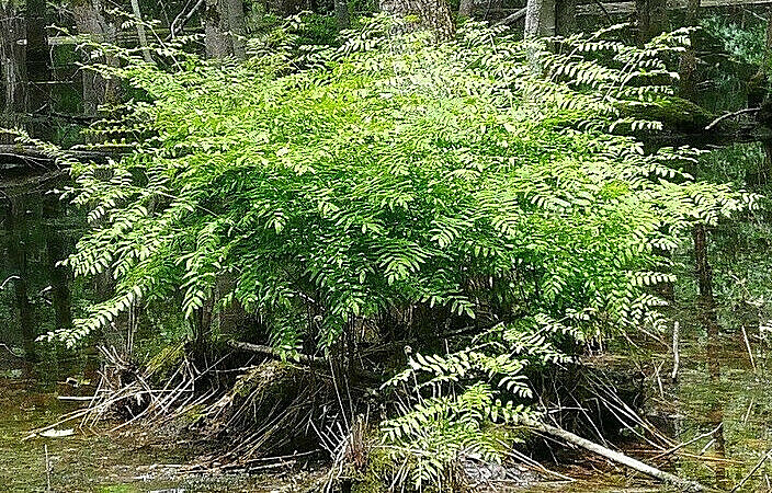 ROYAL FERN 1000 SPORES (SEEDS) HARDY ZONE 3-9,mariesgreengarden OSMUNDA REGALIS