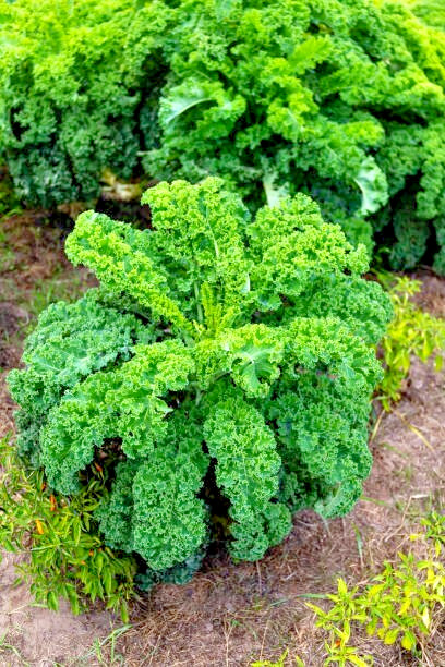 500 DWARF BLUE CURLED SCOTCH KALE SEEDS | 2026 FREE SHIPPING NON GMO HEIRLOOM