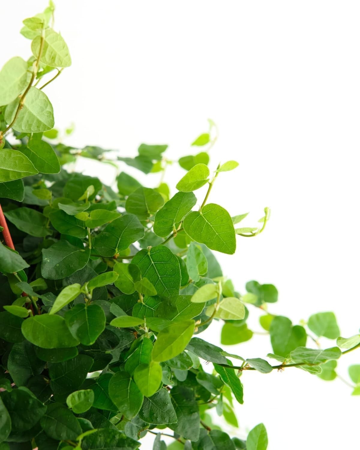 Ficus Repens Creeping Fig, Live Indoor Plant, Low Maintenance Trailing Housep…