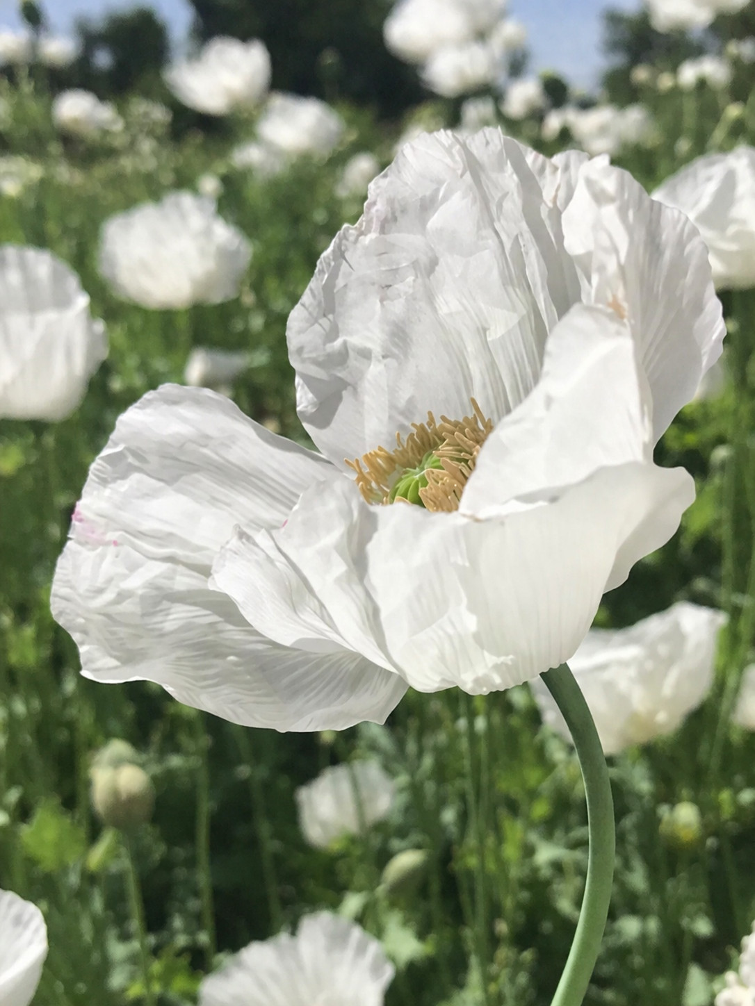 1,000 Burma White Poppy Seeds – P. Somniferum – Very Rare – Limited Quantity