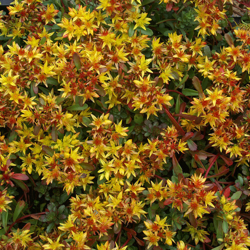 SEDUM FLORIFERUM ‘WEIHENSTEPHANER GOLD’~LIVE SUCCULENT~HARDY GROUND COVER PLANT