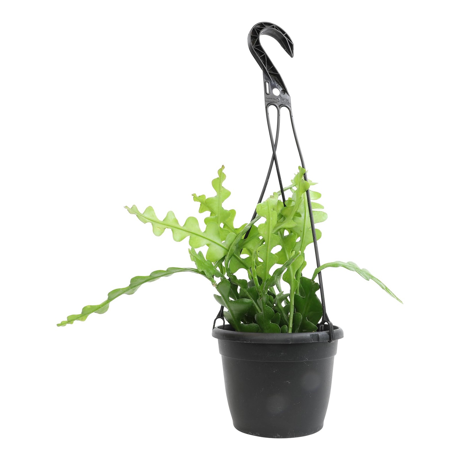 Zigzag Fishbone Cactus Hanging Basket, Non-Toxic Epiphyllum Orchid Succulent,…