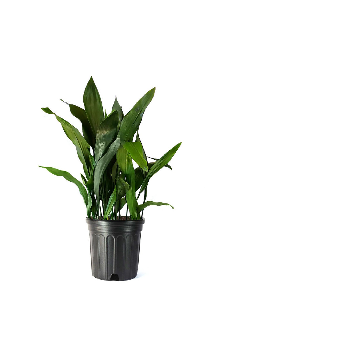 American Plant Exchange American Exchange Cast Iron 10-Inch Potted Evergreen