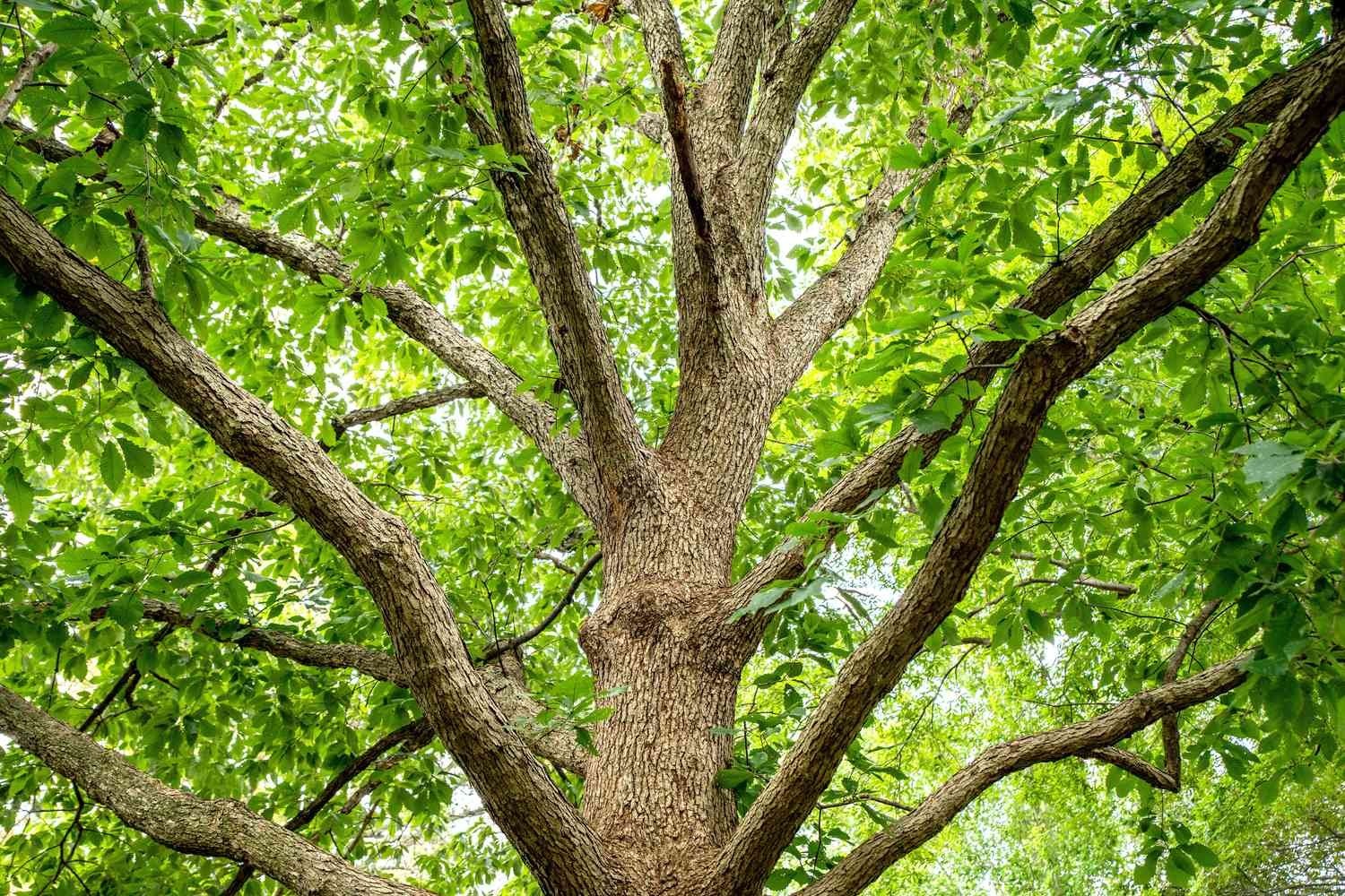 1 Chinkapin Oak Tree 12-24″ Quercus muehlenbergii Bare Root