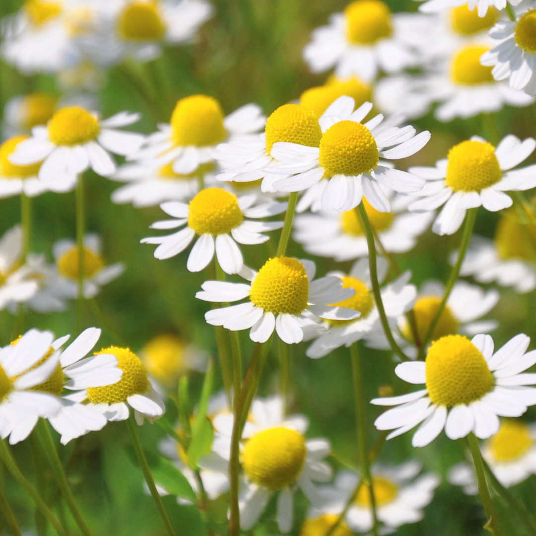 Fresh German Chamomile Seeds | Herbal Tea | Heirloom Non-GMO | Flower Seeds