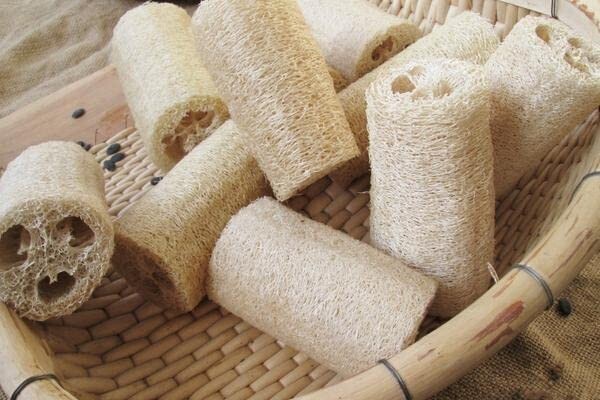 Luffa Gourd Seeds for Sponge and Edible Asian Vegetable, Produce of USA, Non GMO