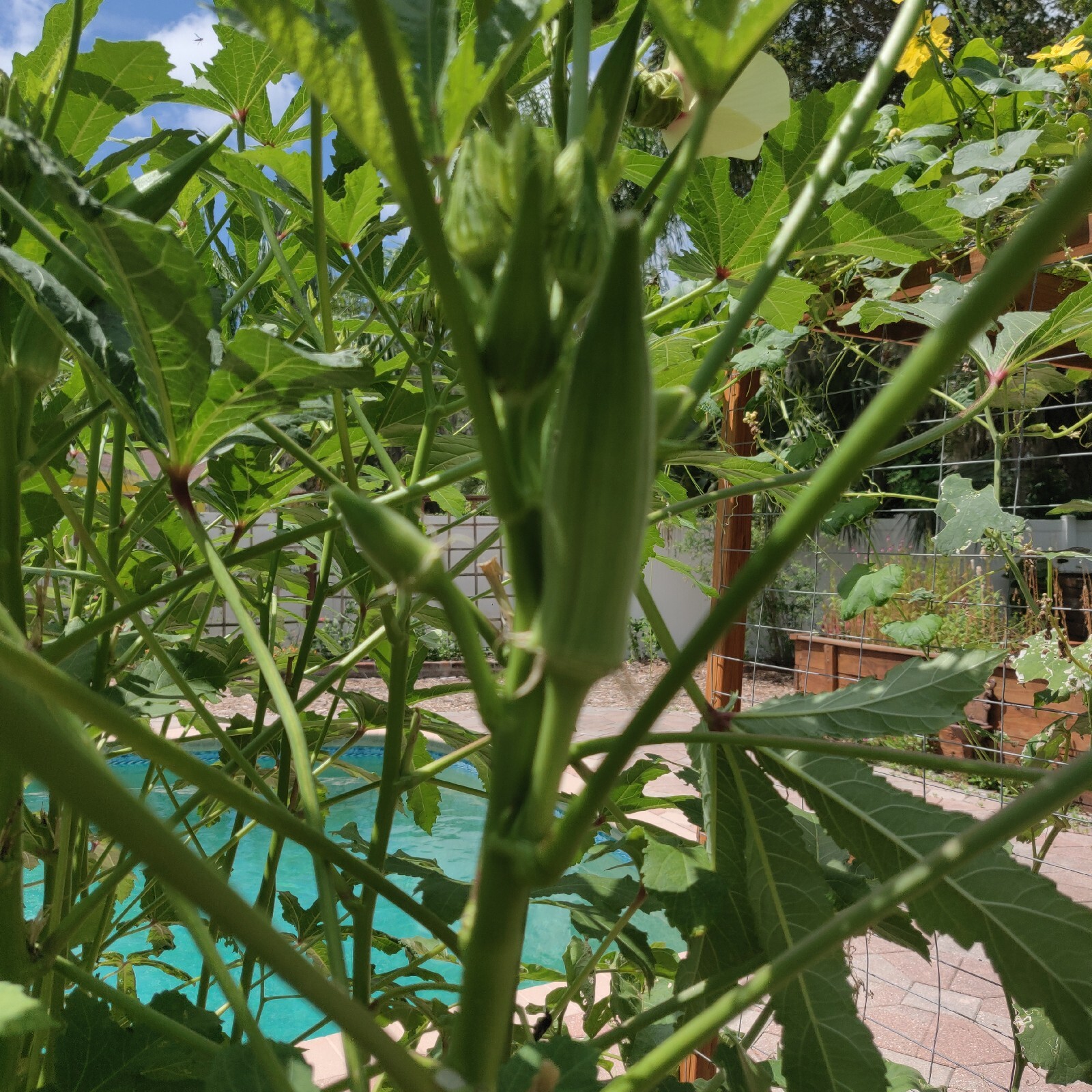 Clemson Spineless Okra Seeds | NON-GMO | Heirloom | Fresh Garden Seeds