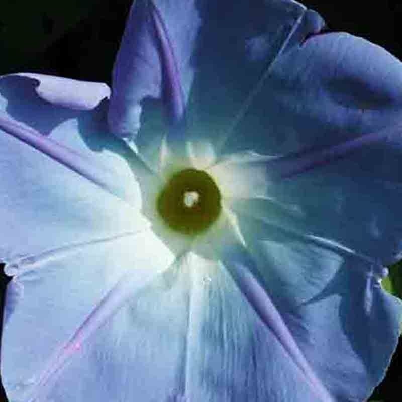 200 HEAVENLY BLUE MORNING GLORY SEEDS HUMMINGBIRDS BUTTERFLIES FLOWER CLIMBER US