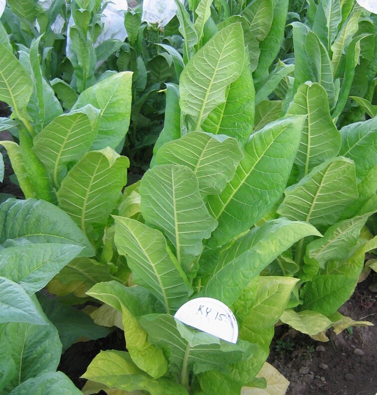 1000 KY15 Tobacco Seeds ~ Disease Resistant Nicotiana Tabacum ~ Frost Resistant