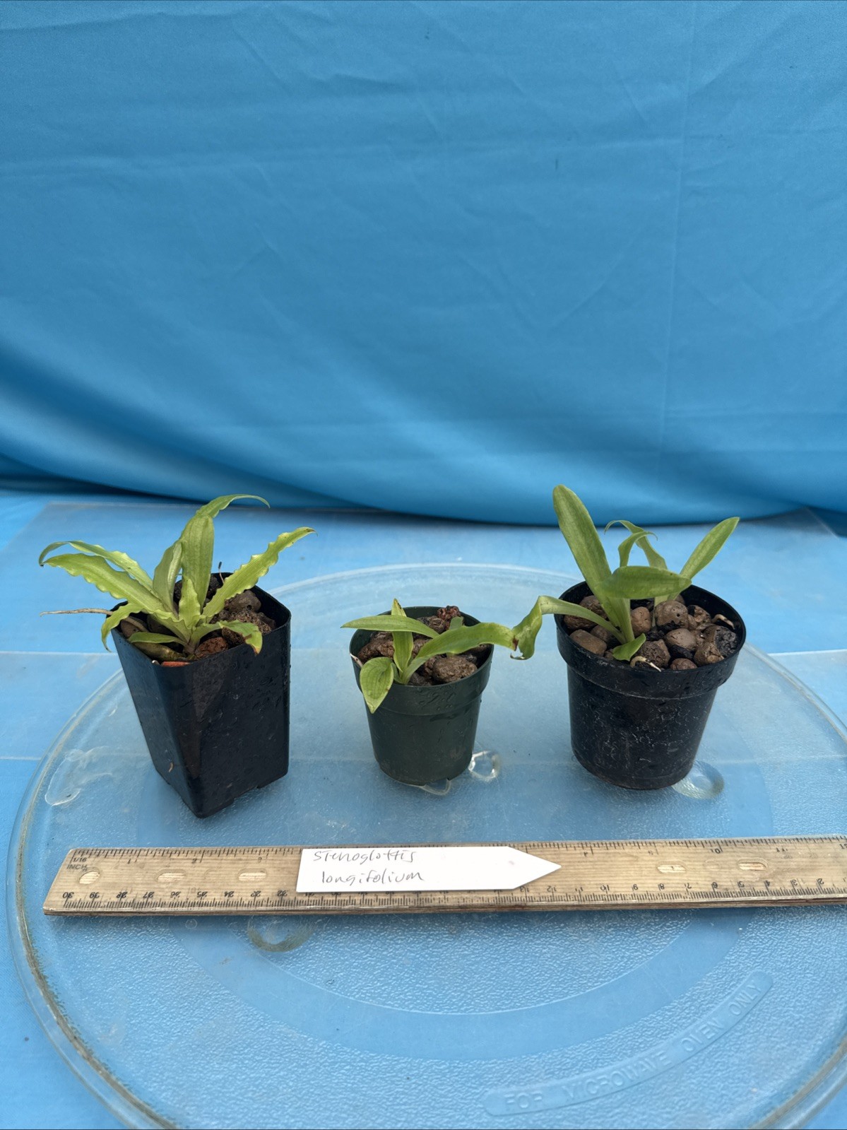Stenoglottis longifolia NBS Pink Purple Orchid Species 2″ RePot NEW GROWTHS