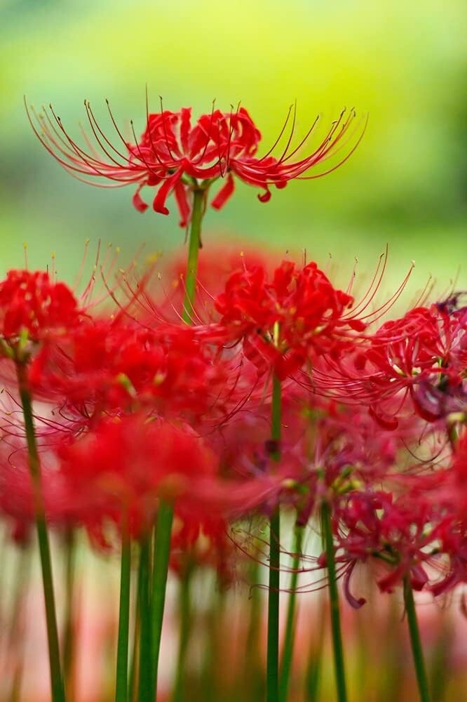 Red Spider Lily (Lycoris Radiata) Bulbs