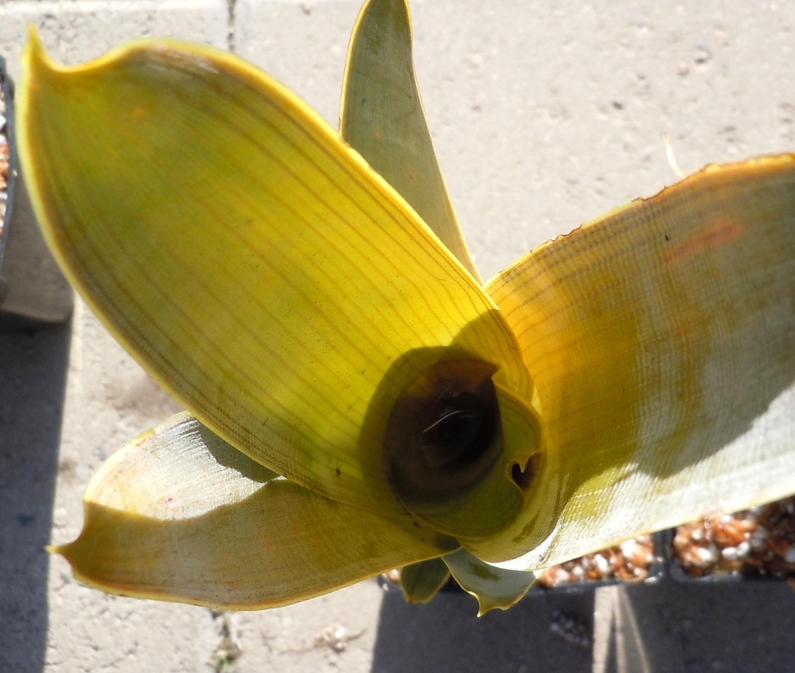 Live Carnivorous Plants – Bromelia Brocchinia Reducta (medium size)