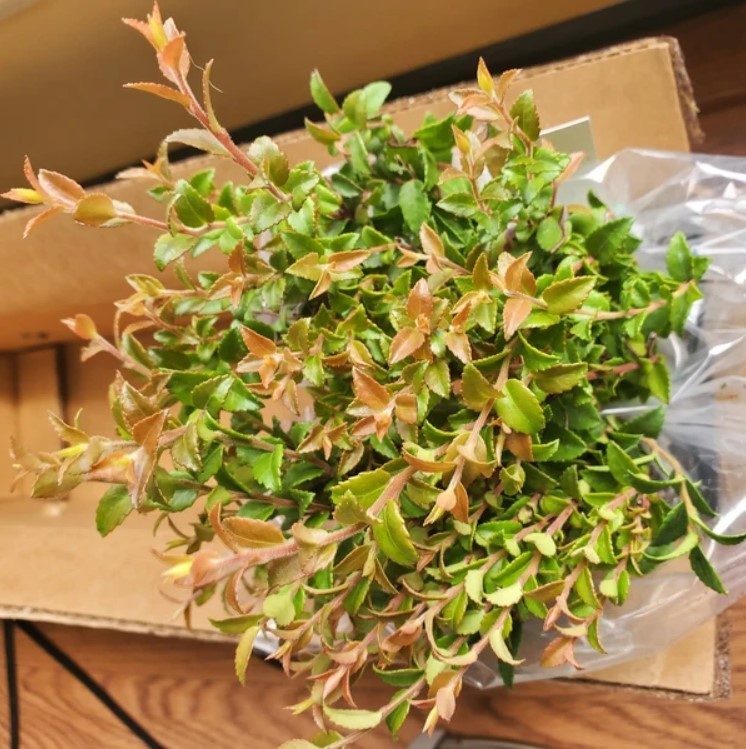Free Shipping – Set 3 Evergreen Huckleberry Live Plants – 7-10″ Tall – No Pot