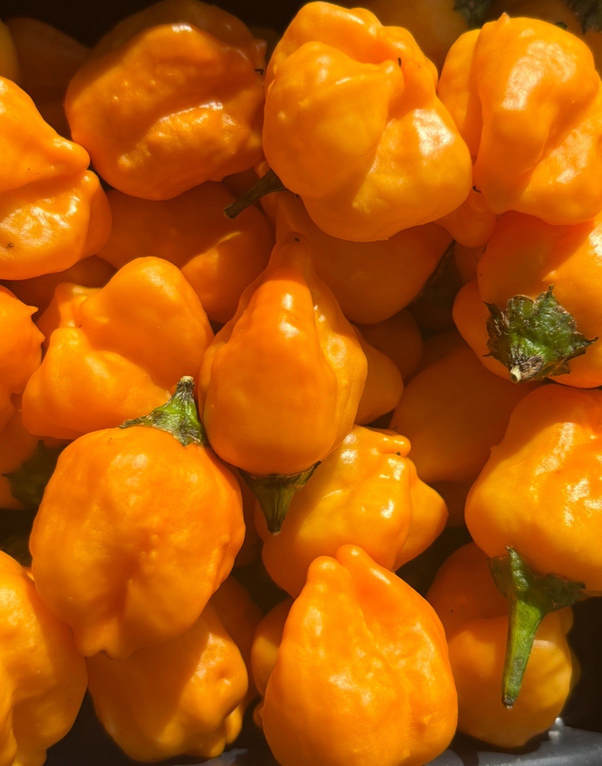 Lot of 3 (75+ DAYS OLD) AJI MANGO Medium Hot Tropical Pepper LIVE PLANTS