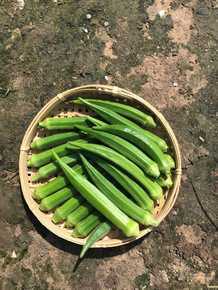 10+ PCS OKRA, COWS HORN SEEDS – ĐẬU BẮP – 오크라 – 秋葵