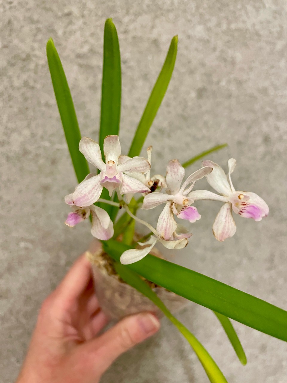 Vanda lamellata x lilacina | compact novelty | SapphireChild Orchids